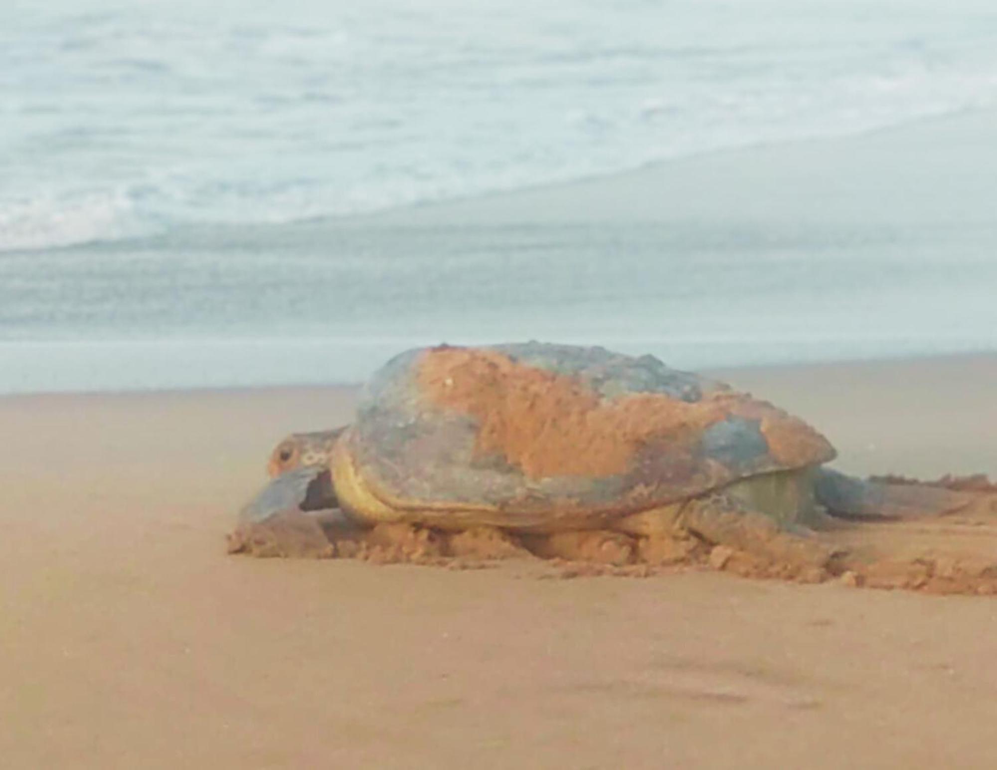 Amour At Turtle Beach 坦加拉 外观 照片